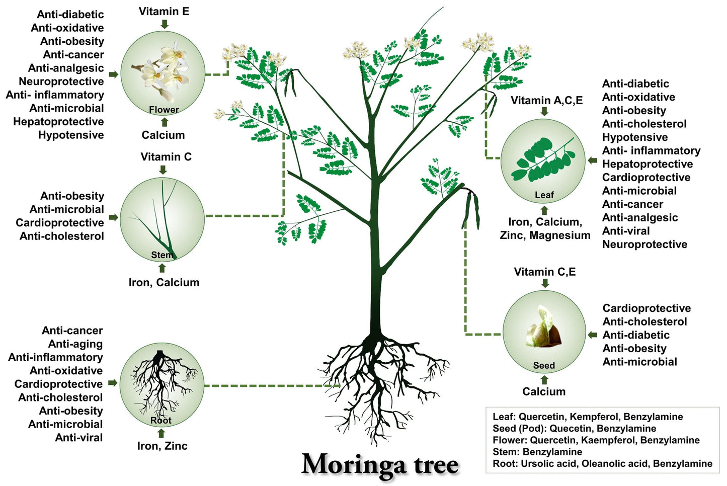 Moringa Roots Pickle 350g - مورنگا اچار